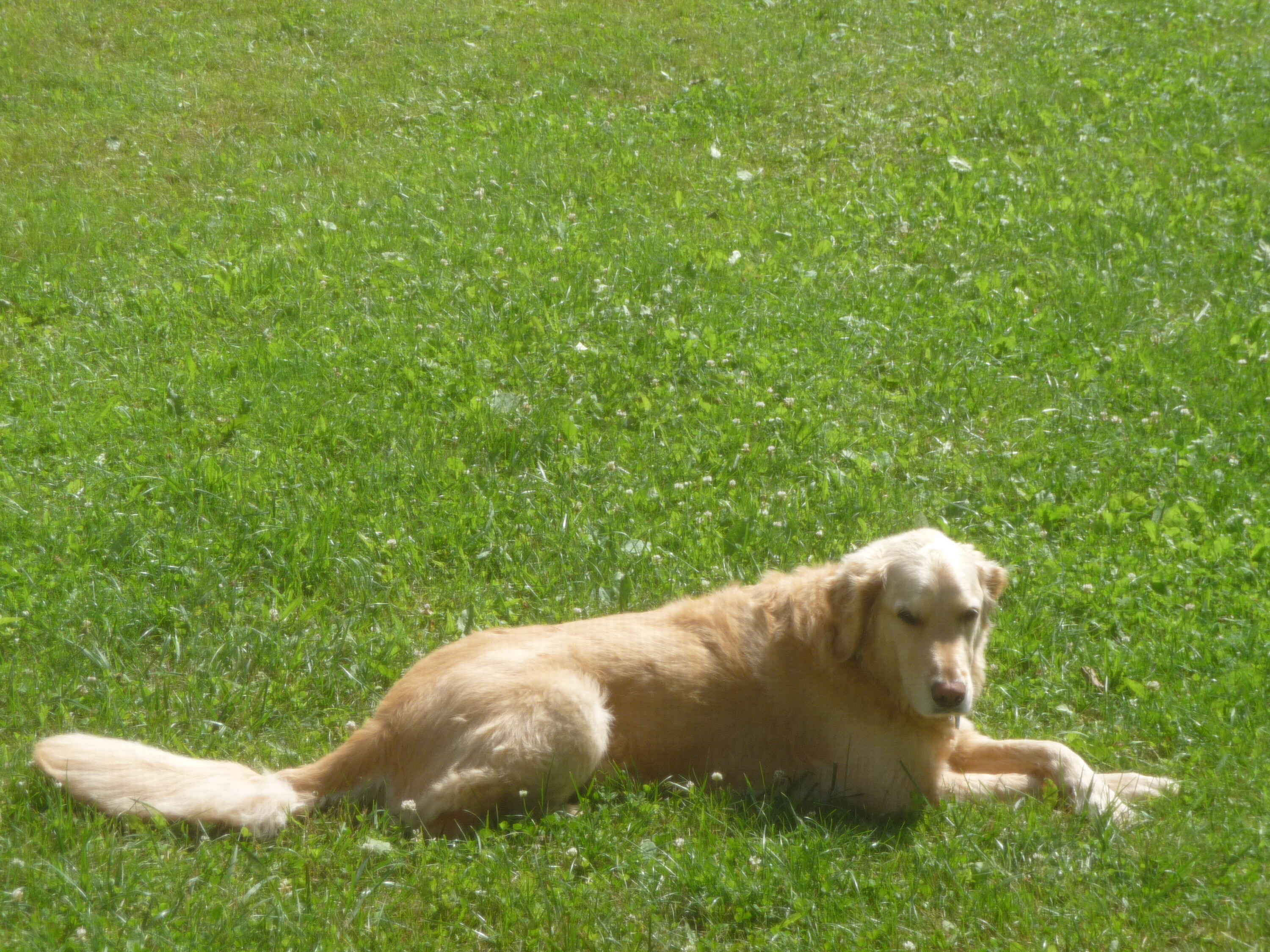 Delray Beach FL senior living communities where pets are welcome