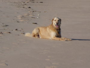 boynton beach pet friendly 55+ gated communities, condos that allow large dogs