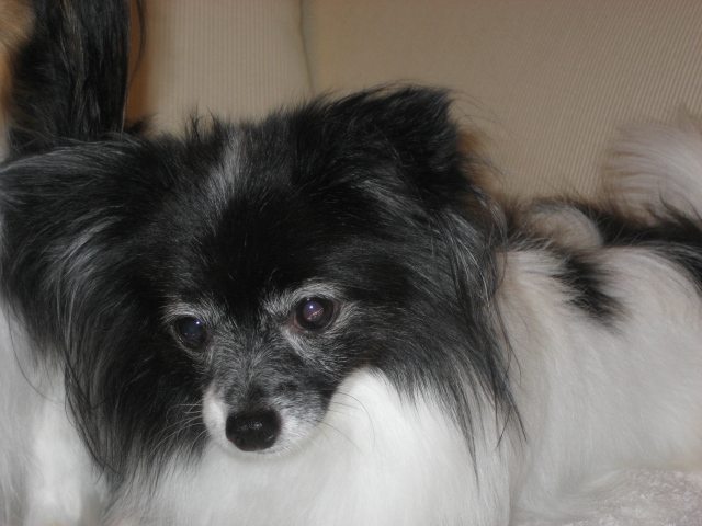 furry friends in highland beach fl