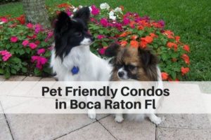 Pet friendly condos in Boca Raton Fl
