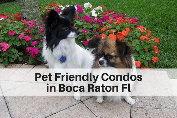 Pet Friendly Condos in Boca Raton, Highland Beach FL