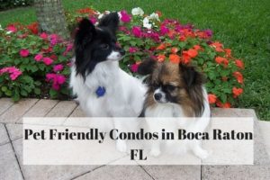 Pet Friendly Condos in Boca Raton & Highland Beach FL