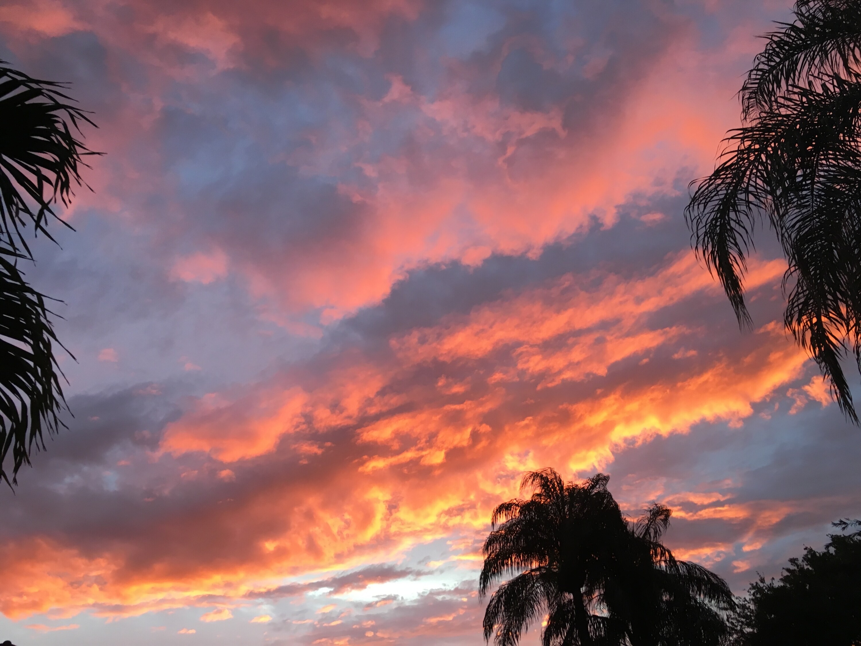 pet friendly communities in Boca, Delray and Boynton Beach