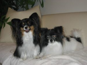two dogs in luxuria condo in boca raton fl - pet friendly luxury condo boca beach