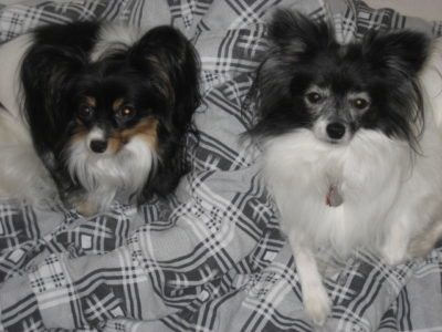 two-dogs-in-gated-community-in-boynton-beach-fl-33437