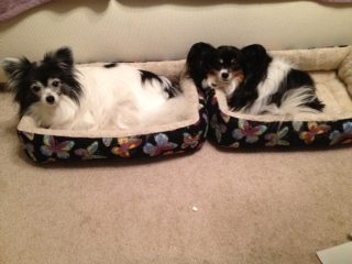 pet friendly 55+ communities in Boca Raton, Boynton and Delray Beach