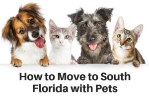 How to move to South Florida with pets - dogs and cata