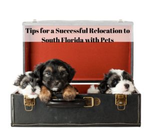 tips for successful relocation with pets to south florida