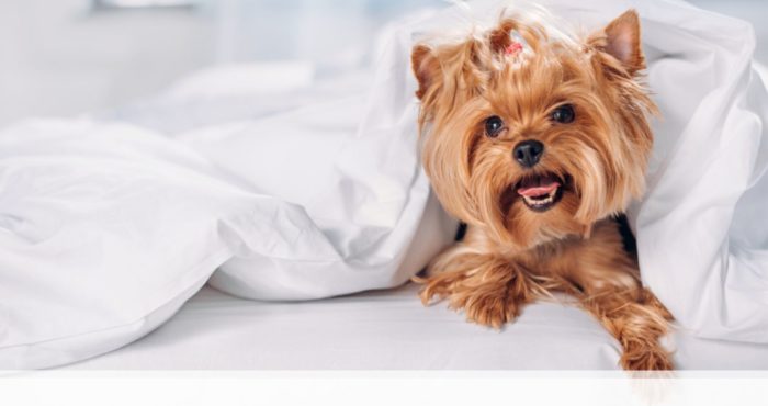 7 great tips for selling a house with pets, boca raton