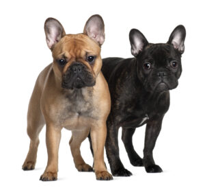 french bulldogs in 55+ gated community in delray beach  florida 33446