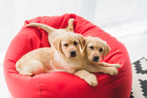 dogs in pet friendly 55+ delray beach florida