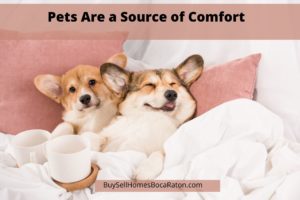 pets are source of comfort, pet friendly homes boca raton fl