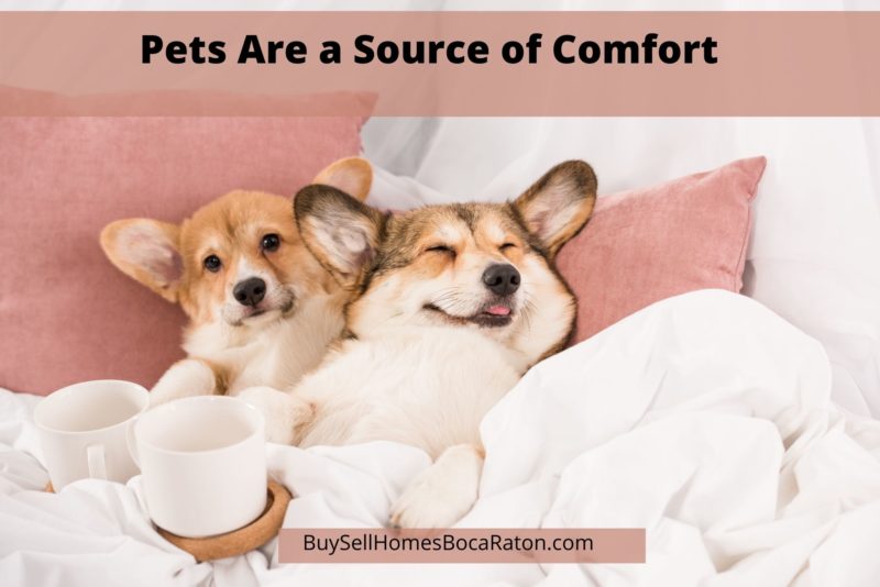 Pets Are a Source of Comfort