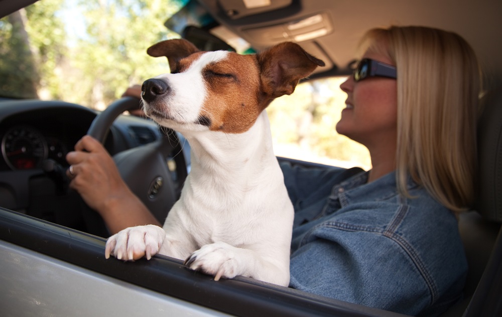 Guide to Moving With a Dog - Hire a Dog Sitter on Moving Day
