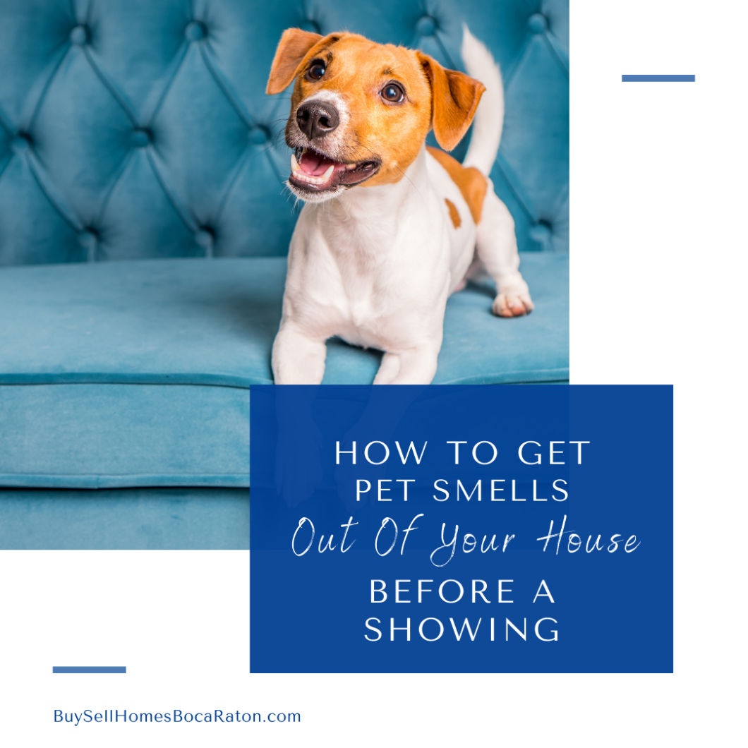 How to Get Pet Smells Out of Your House Before a Showing Boca Raton
