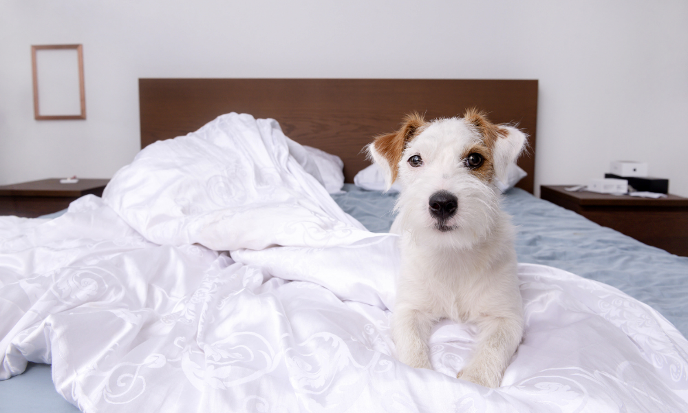How-to-Get-Pet-Smells-Out-of-Your-House-Before-a-Showing-wash-your-linens.