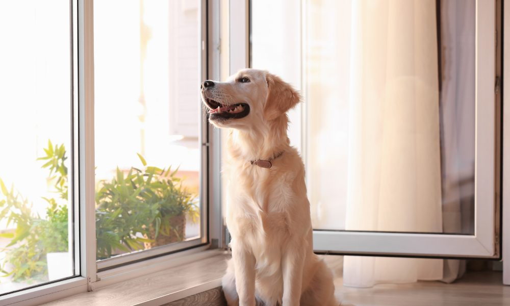 How to get pet smells out of your house before a showing open the windows