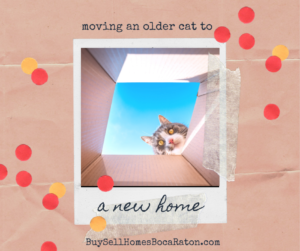 Moving an Older Cat to a New Home in Boca Raton