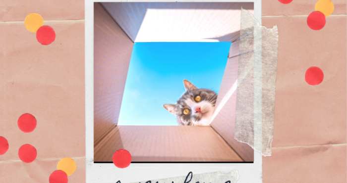 Moving an Older Cat to a New Home in Boca Raton