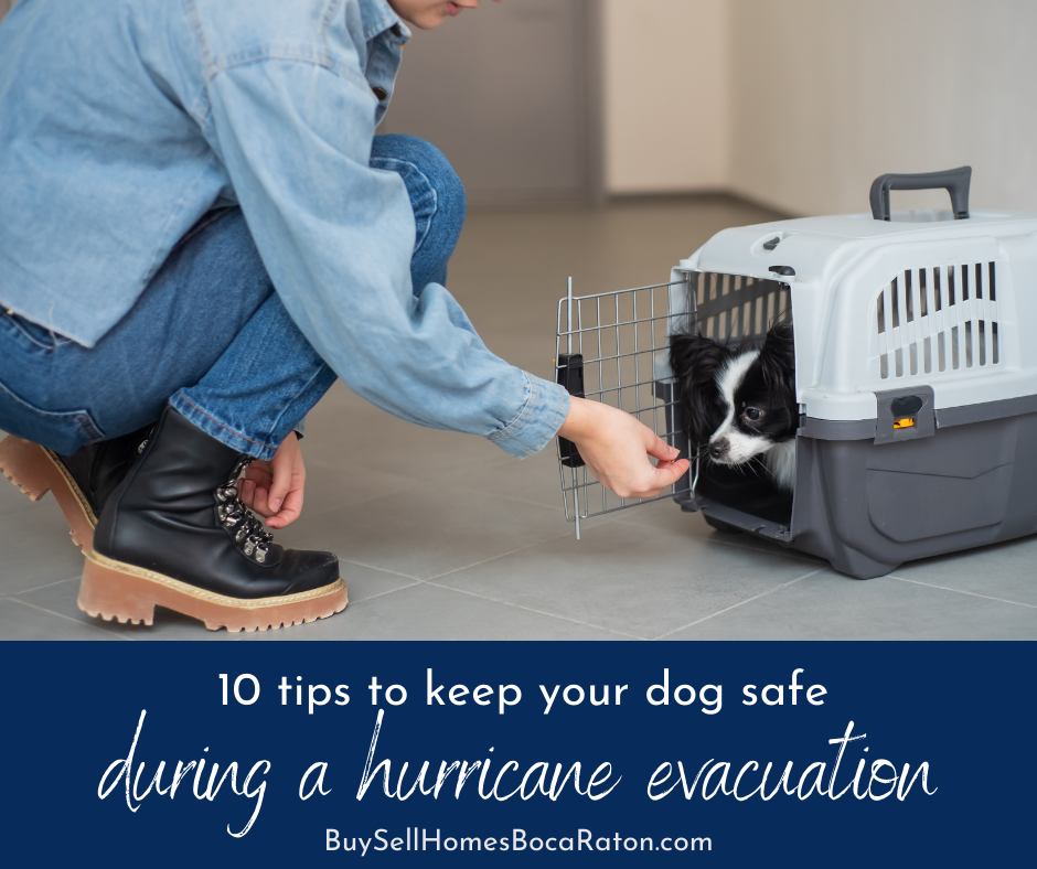 10 Tips to Keep Your Dog Safe During a Hurricane Evacuation in Boca Raton - Where to Go With Pets During Hurricane
