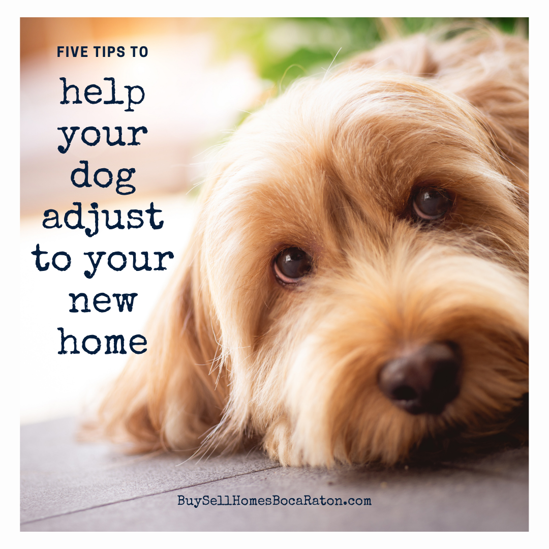 Five Tips to Help Your Dog Adjust to Your New Home