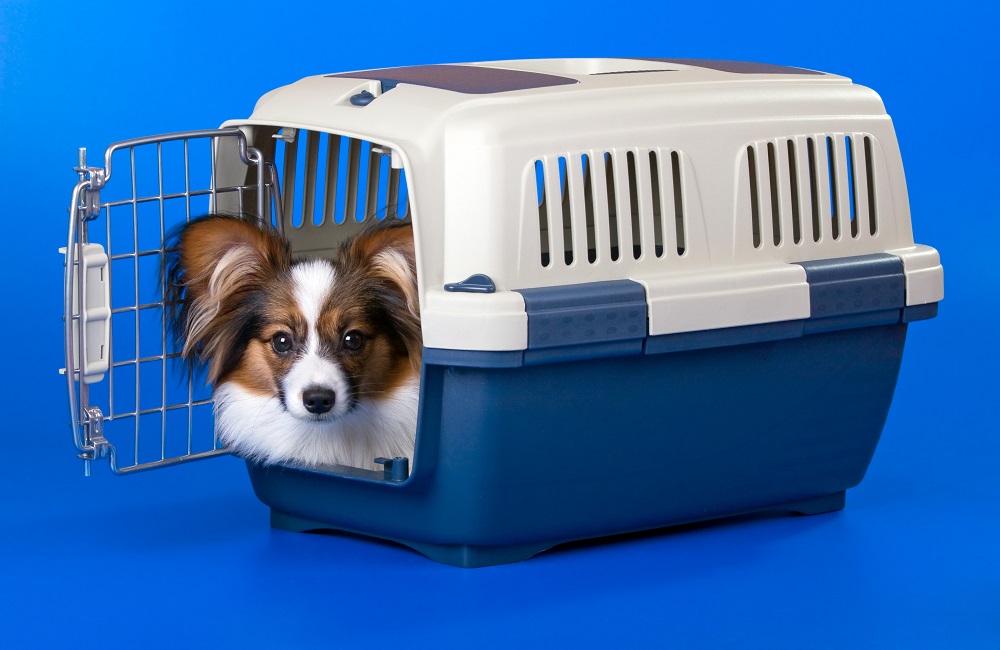 Tips to Keep Your Dog Safe in a Hurricane in Boca Raton - Evacuate Your Dog in a Carrier