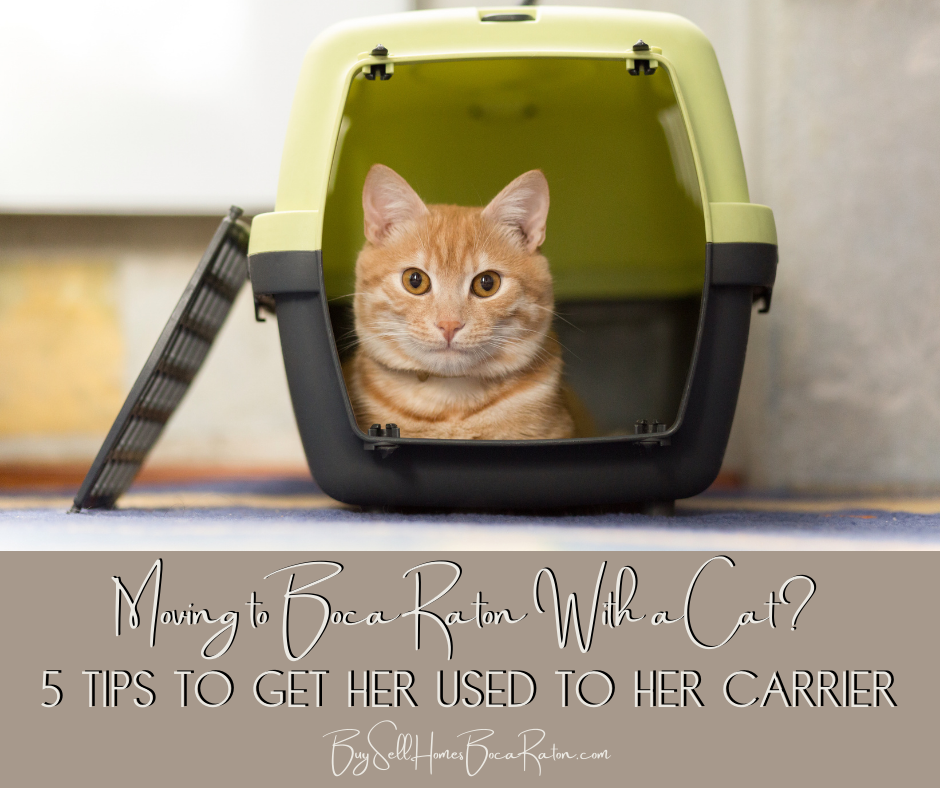 Moving to Boca Raton With a Cat? 5 Tips to Get Her to Fall in Love With Her Crate