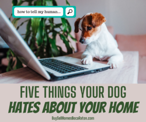 5 Things Your Dog Probably Hates About Your Home