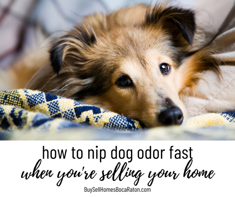 How to Nip Dog Odor Before Buyers Come to See Your Home Boca Raton FL