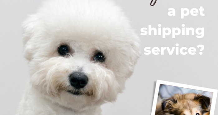 Should You Hire a Dog Shipping Service When You Move?