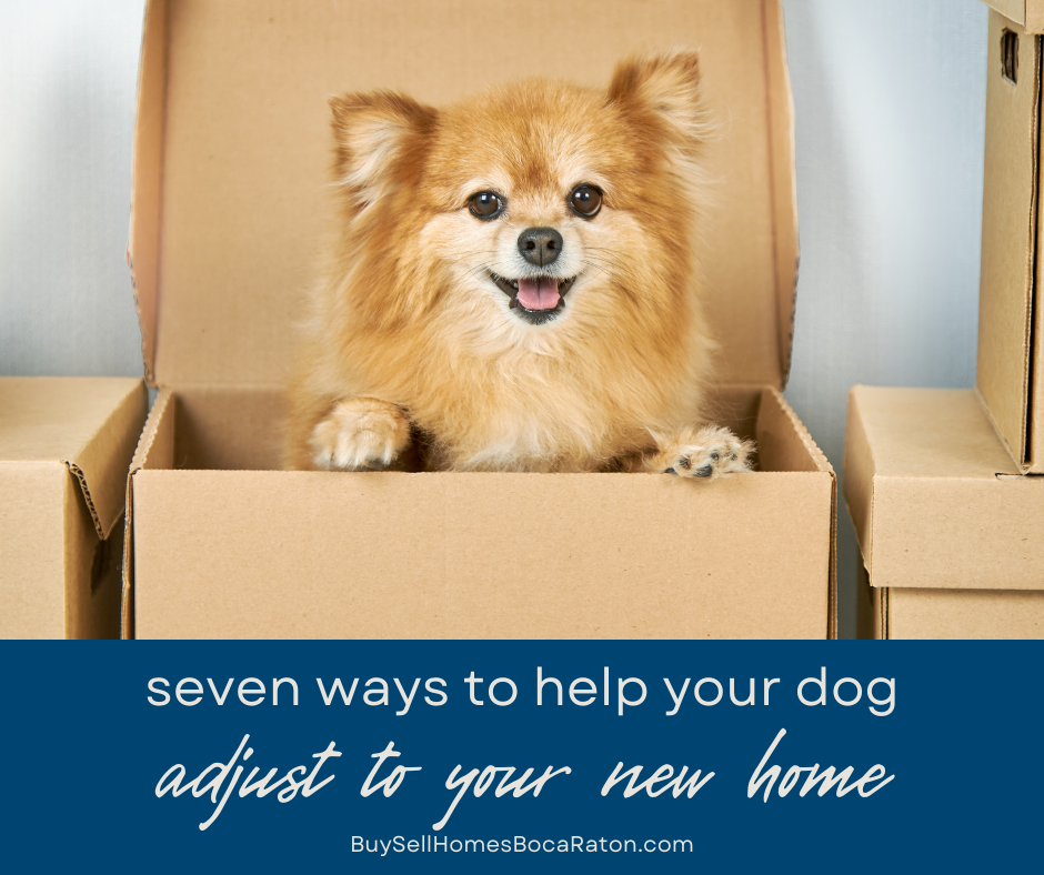 7 Ways to Help Your Dog Adjust to Your New Home