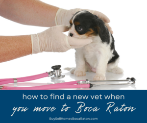 How to Find a New Vet When You Move