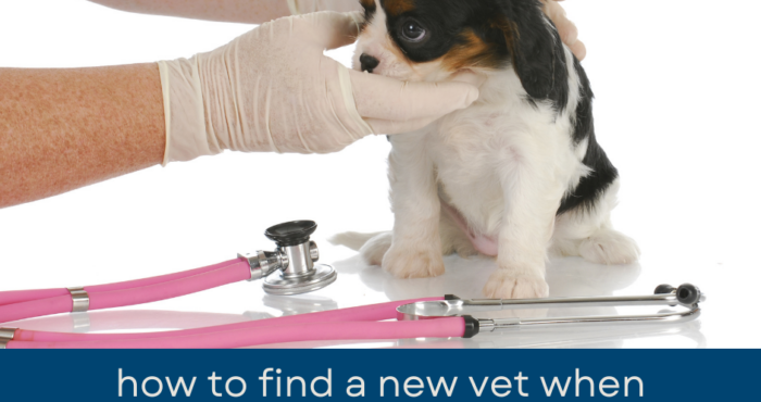 How to Find a New Vet When You Move