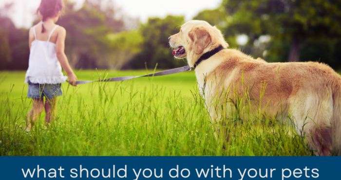 What Should You Do With Your Pets When You’re Showing Your Home in Boca Raton?