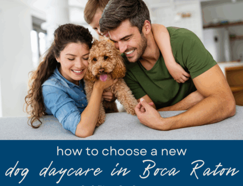 How to Choose a Dog Daycare When You Move to Boca Raton