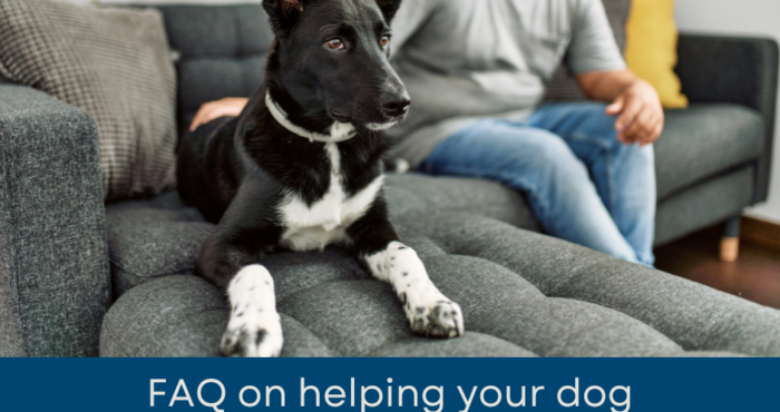 FAQ on Helping a Dog Adjust to a New Home in Boca Raton