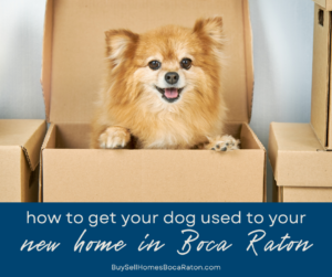 How to Get Your Dog Used to Your New Home