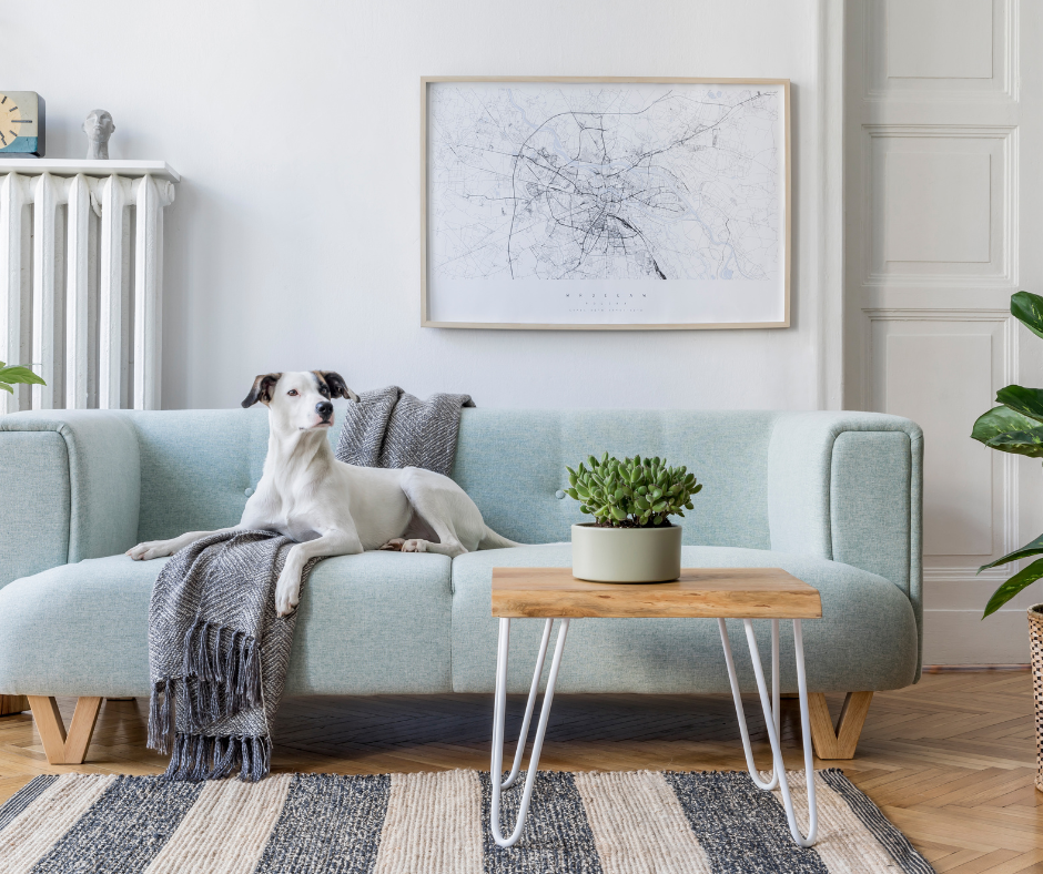 Pet-Friendly Home Upgrades to Consider