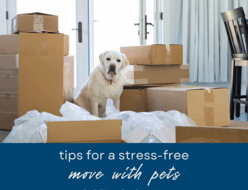 Aiming for a Stress-Free Move With Pets: Tips for Helping Your Animals