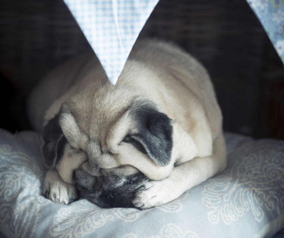 Aiming for a Stress-Free Move With Pets: Tips for Helping Your Animals