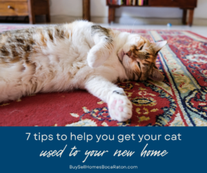 7 Tips to Get Your Cat Used to Your New Home in Boca Raton