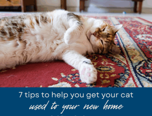 7 Tips to Get Your Cat Used to Your New Home in Boca Raton