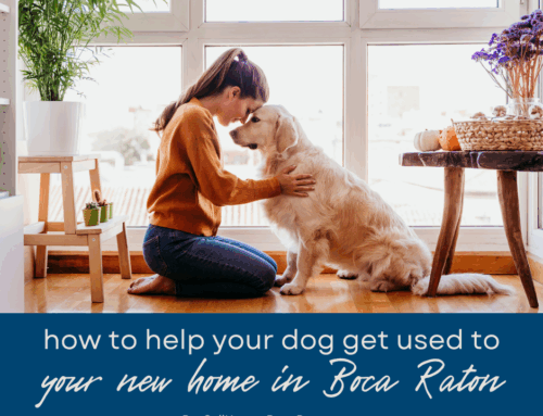 What’s the Best Way to Get Your Dog Used to Your New Home in Boca Raton?