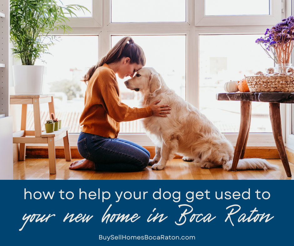 What's the Best Way to Get Your Dog Used to Your New Home in Boca Raton?