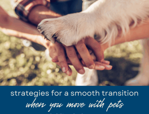 Strategies for a Smooth Transition to Boca Raton When You’re Moving With Pets