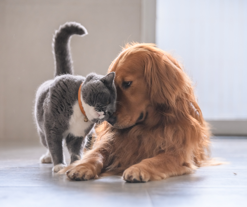 Strategies for a Smooth Transition to Boca Raton When You're Moving With Pets