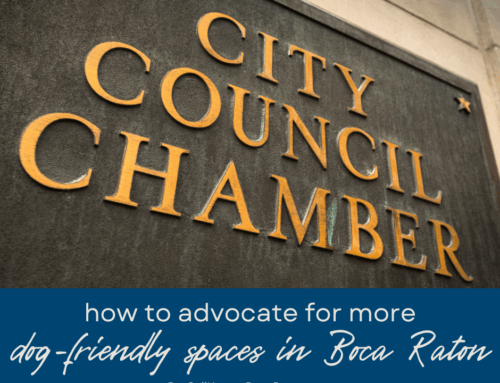 How to Advocate for More Pet-Friendly Spaces in Boca Raton