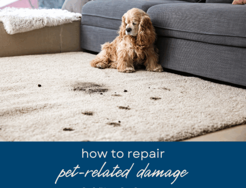 How to Repair Pet-Related Damage Before Selling Your Boca Raton Home