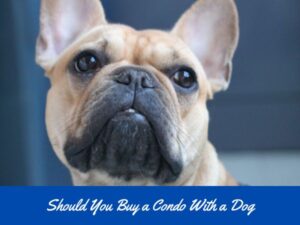 should you buy a condo with a dog