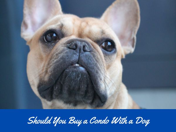Should You Buy a Condo with a Dog